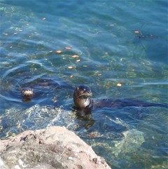 Port Townsend Bay Mama Otter